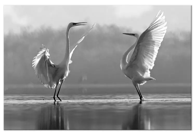 Fåglarnas kärleksdans (1-del) - vita svanar speglade i vattnet
