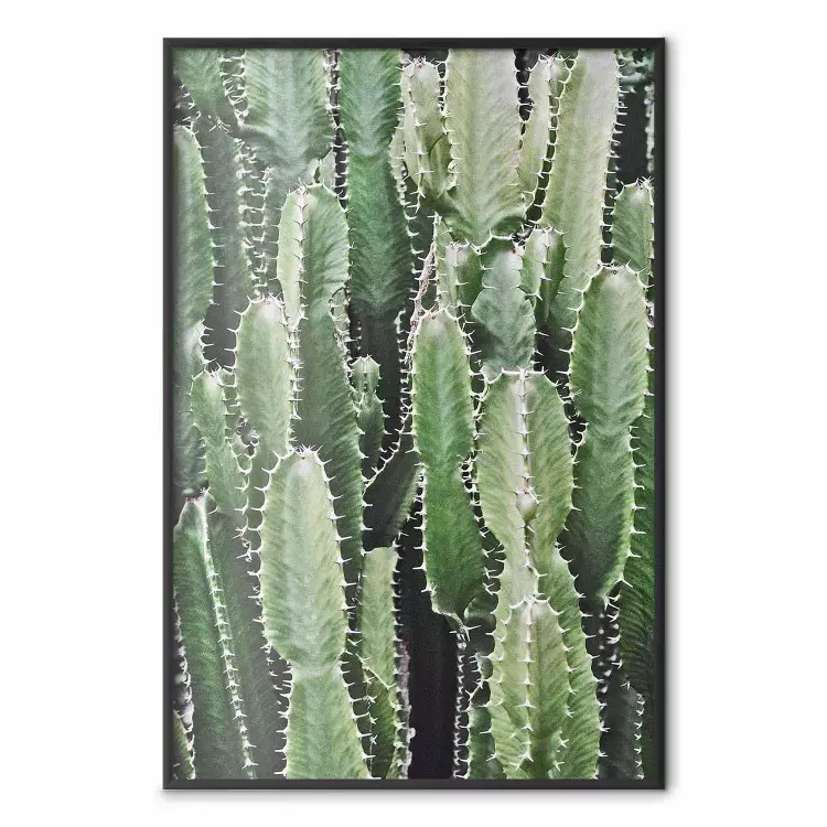 Kaktusgård - komposition med taggiga växter i gröna färger