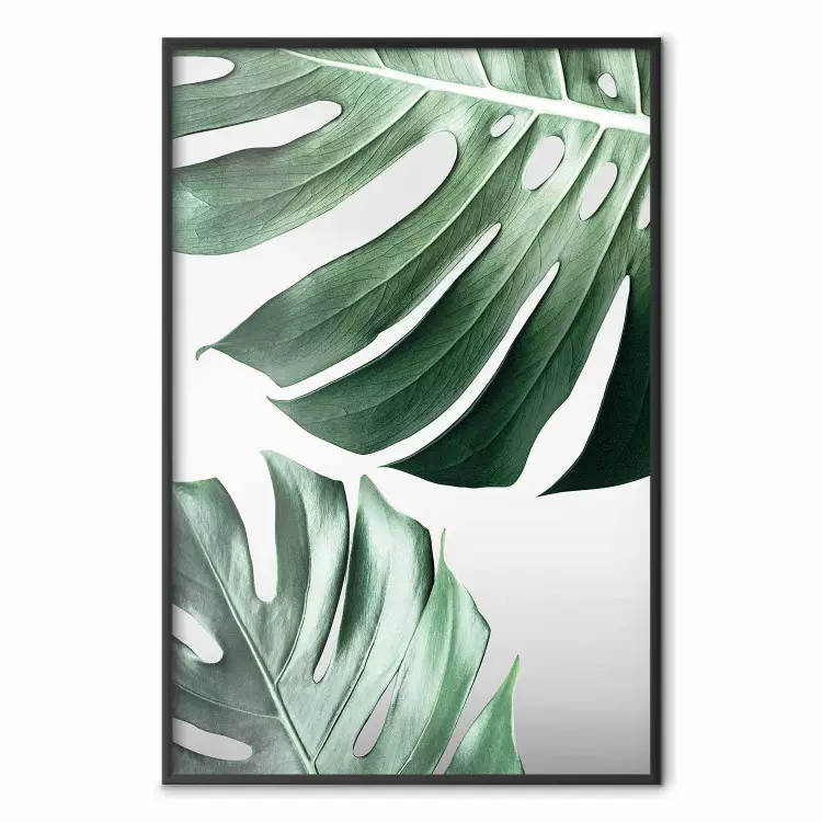 Monstera löv - komposition med gröna tropiska växter på vit bakgrund