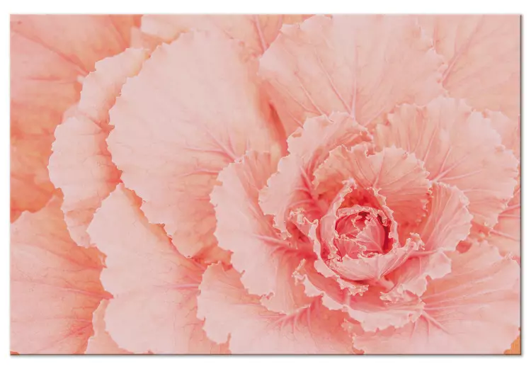 Delikat blomma - subtil växt i naturlig rosa färg