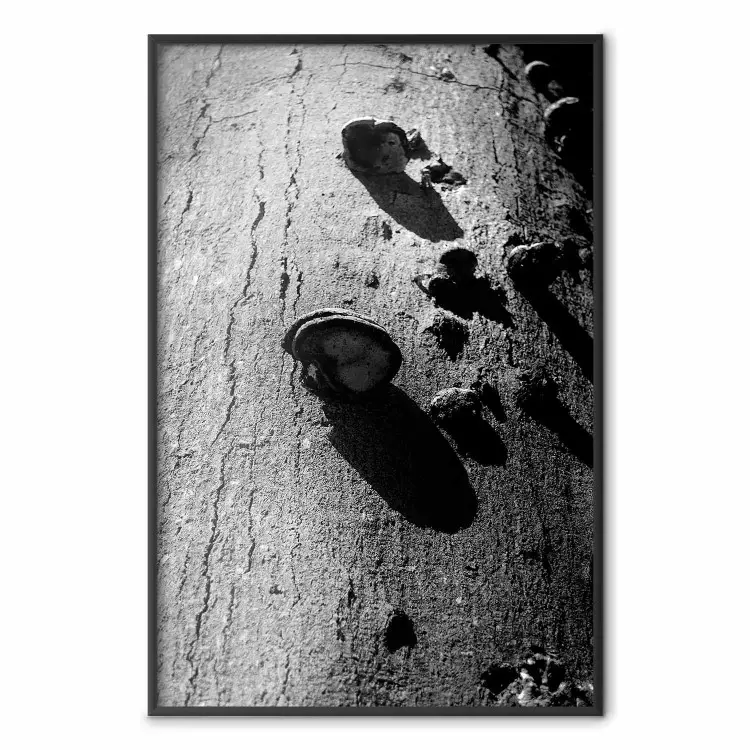 Skogsfragment - svartvit bild av träd med svamp på barken