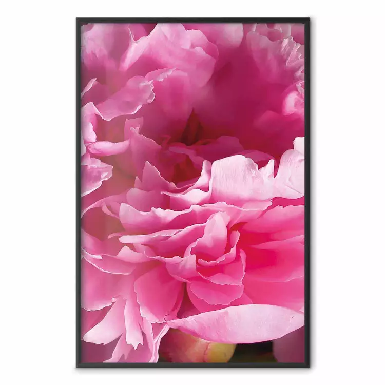 Vackra pioner - blomma med rosa kronblad mot samma blommor