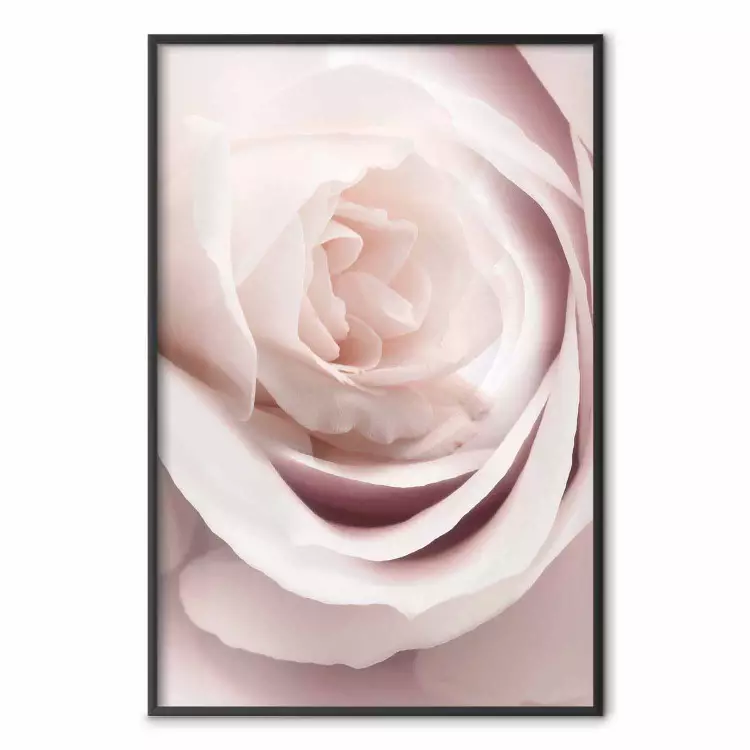 Porslinsros - ljusrosa blomma med vacker ros på vit bakgrund