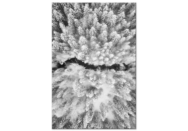 Vinterskog från fågelperspektiv - svartvitt foto av vinterlandskap