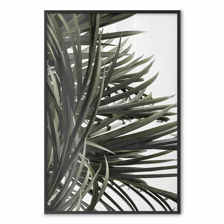I palmens skugga - naturliga blad av tropisk växt på vit bakgrund