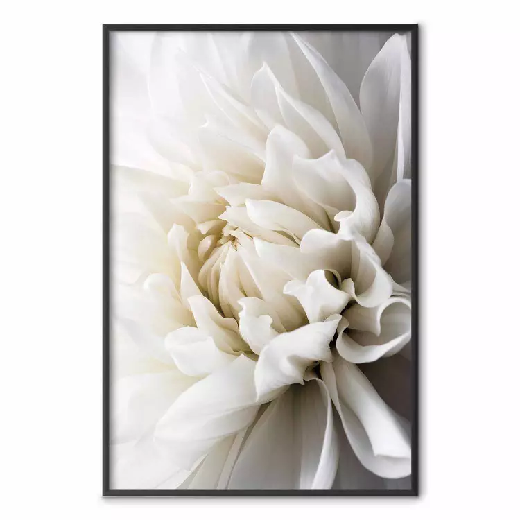 Vit dahlia - sammetvit blomma med romantisk karaktär