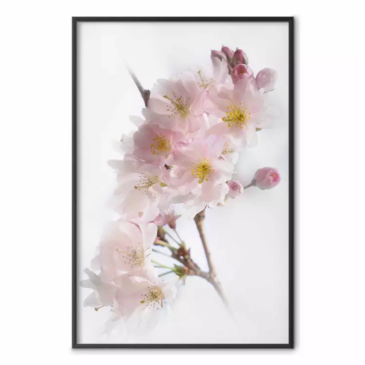 Vår i Japan - gren med rosa blommor på ljus vit bakgrund