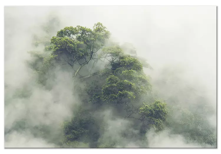 Dimmig Amazon (1-delige) bred - exotisk djungellandskap