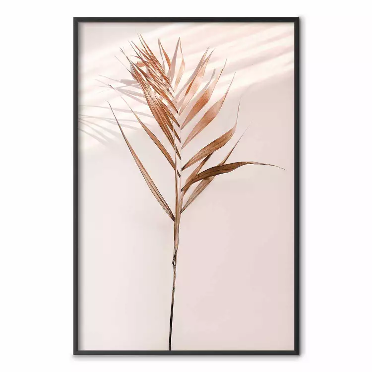 Exotisk skugga - växt med bruna blad mot en enfärgad vägg