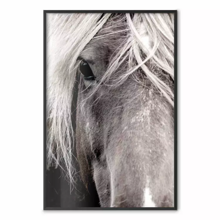 Fritt sinne - svartvitt porträtt av häst med tydligt ansikte