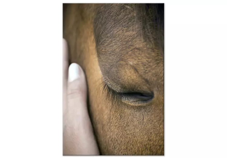 Lugnande beröring (1-del) vertikal - hand smeker en brun häst