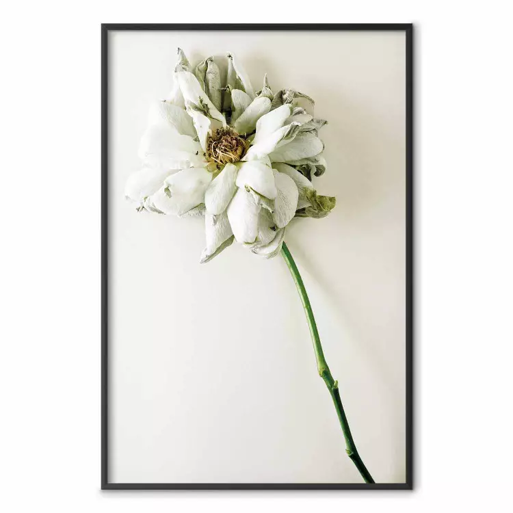 Minne om torka - växt med vit blomma på enhetlig bakgrund