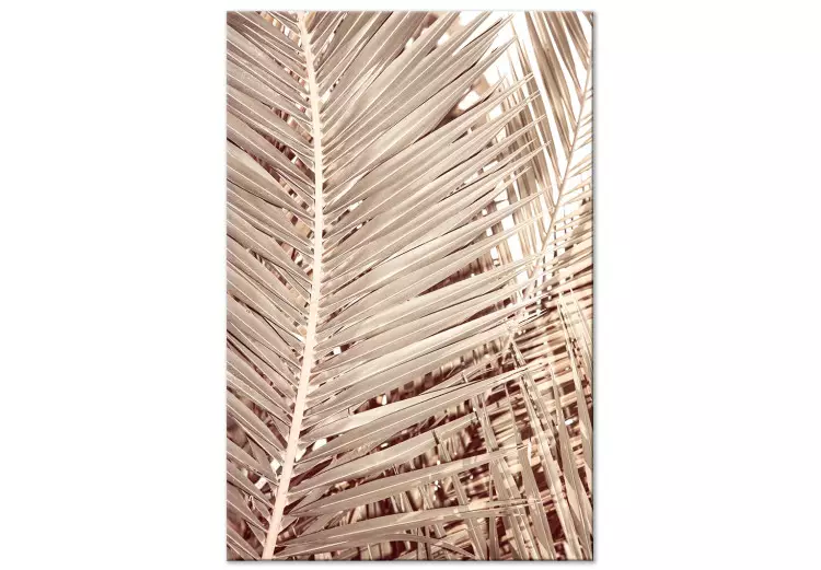 Torkad palm - skarpa, torra palmblad på vit bakgrund