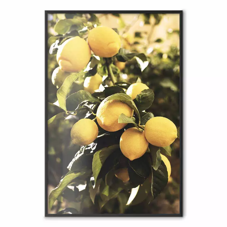 Gula citroner - gren med citroner och gröna blad
