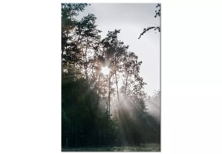 Solen bryter igenom träden - foto av ett skogslandskap