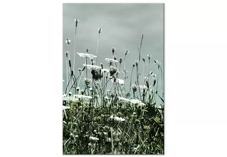 Fält med vita vallmor - landskapsfotografi med grå himmel i bakgrunden