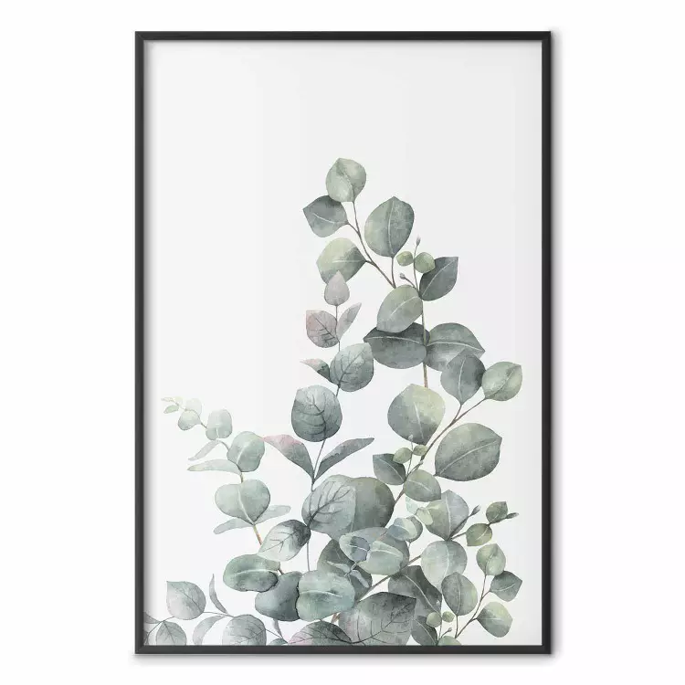 Eukalyptusgrenar - gröna växtblad på blå bakgrund