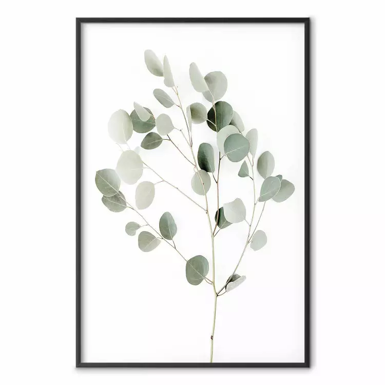 Silvereukalyptus - minimalistiskt växtmönster med gröna blad