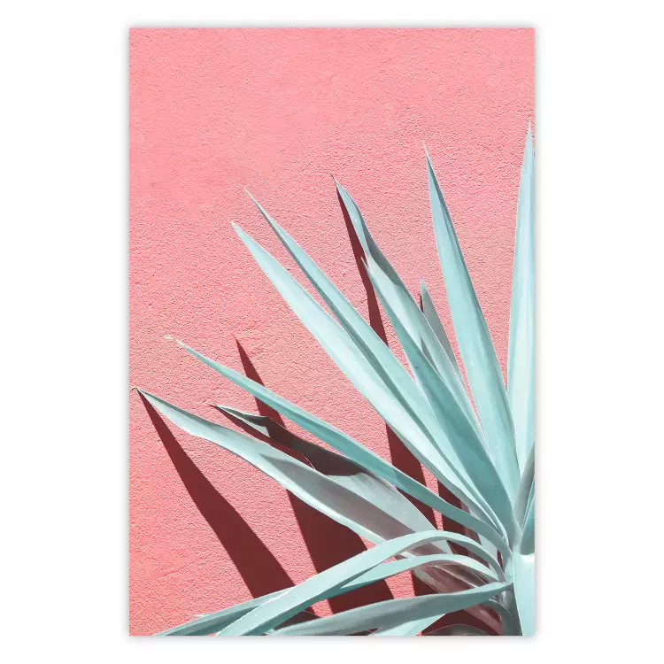 I full sol - celadonblad ger skugga på en rosa vägg