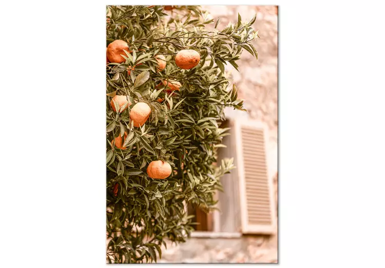 Stadsfrukt (1-del) - mandarinträd mot bakgrund av byggnad