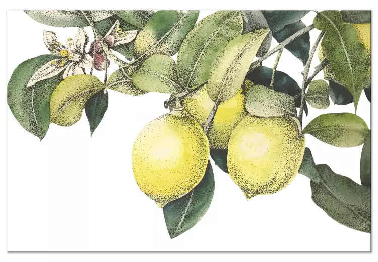 Citroner och blad (1-del) - färgglada citrusfrukter på trädet