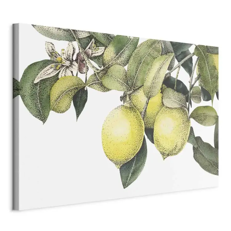 Citroner och blad - färgglada citrusfrukter på trädet