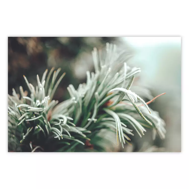 Vinterförtrollning - fotografi av en barrträdsgren täckt av frost