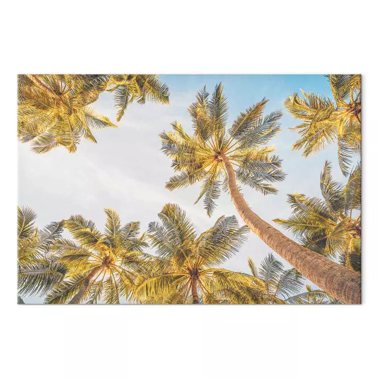Palmtoppar - tropiska träd mot en ljus himmel