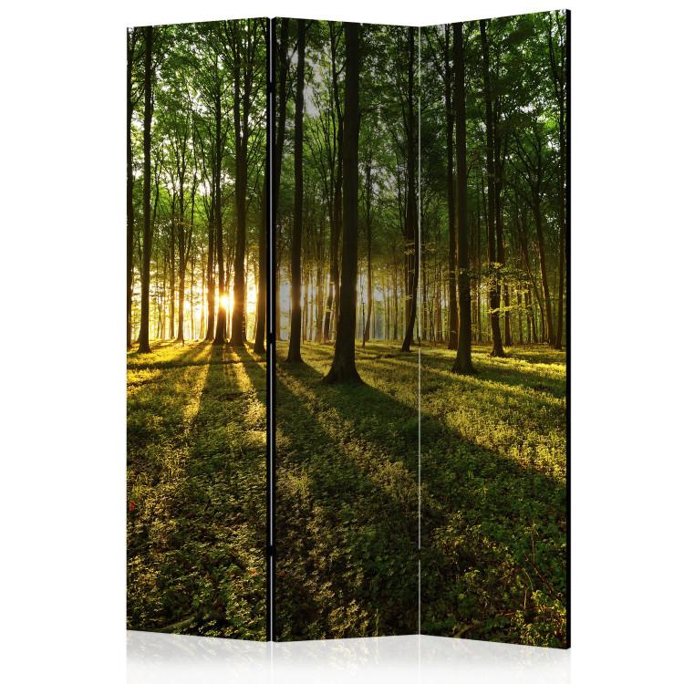 Rumsavdelare Morning in the Forest [Room Dividers]