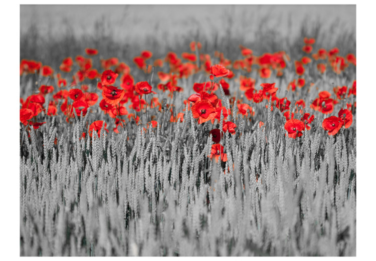 Fototapet Röda maskor i svartvit säd - kontrastrik abstraktion av blommor 60400 additionalImage 1
