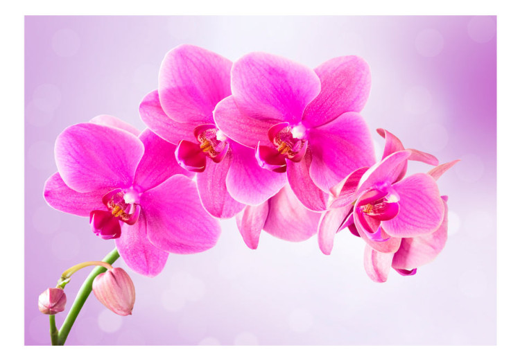Fototapet Eftertanke - rosa orkidéblommor på lila bakgrund 60320 additionalImage 1