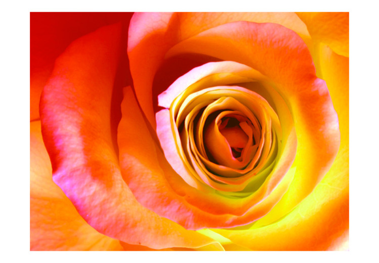 Fototapet Ökenrosa - närbild på en ros i energifyllda färger 60330 additionalImage 1