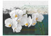 Fototapet Orkidé - inspirerande poetiskt motiv med vita blommor och texter 60630 additionalThumb 1