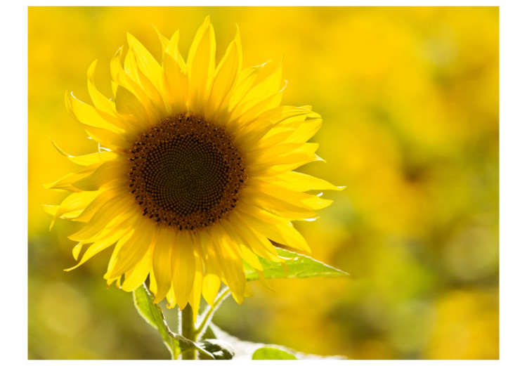 Fototapet Solvända - närbild på en blomma på en suddig bakgrund av solrosfält 60730 additionalImage 1