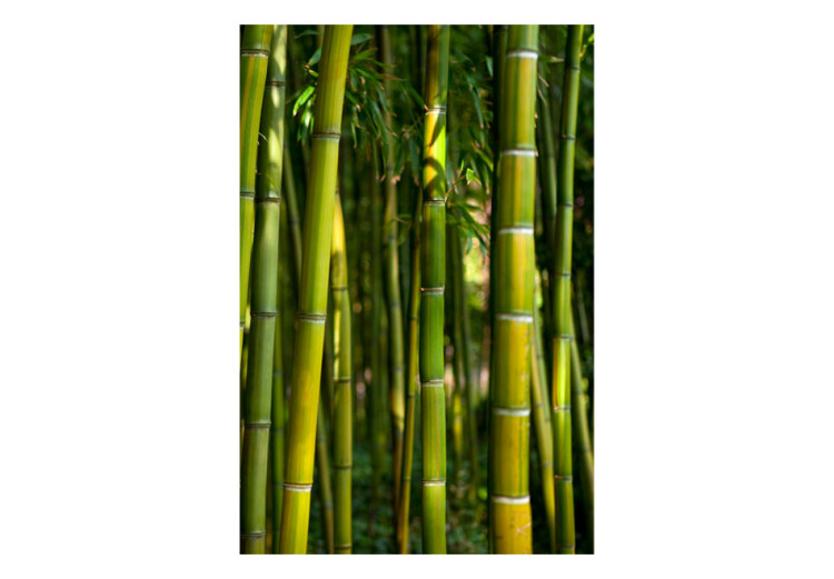 Fototapet Orient - naturmotiv i asiatisk stil med bambu över en vattenspegel 61450 additionalImage 1