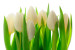 Fototapet Tulpaner i solen - naturligt blommotiv med vita blommor på ljus bakgrund 60360