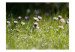 Fototapet Prästkragar - morgondagg och landskapsvy med blommor i vattendroppar 60470 additionalThumb 1
