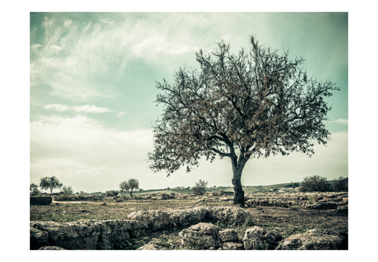 Fototapet Vintage-träd - lantligt landskap med träd på en åker mot himlen i sepia 59911 additionalImage 1
