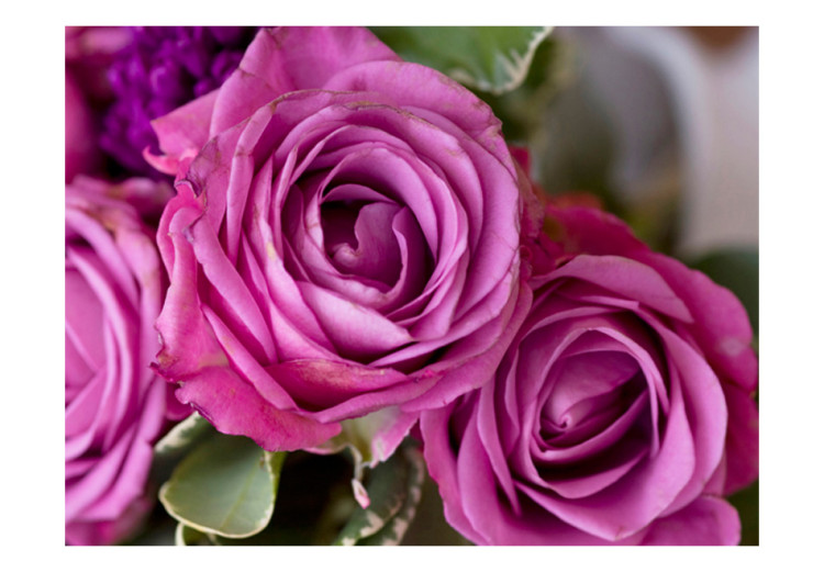 Fototapet Rosa nyanser av rosor - närbild på blommor med suddig bakgrund 60331 additionalImage 1