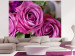 Fototapet Rosa nyanser av rosor - närbild på blommor med suddig bakgrund 60331
