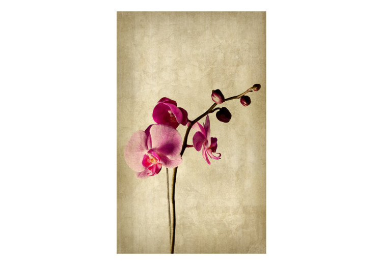 Fototapet Orchid, strength and subtlety 60631 additionalImage 1
