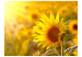 Fototapet Sommarblommor - makrouppen med en solros i solens strålar 60731 additionalThumb 1