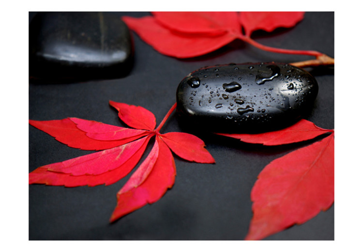 Fototapet Färgernas intensitet - röda löv och svarta stenar i droppar 59841 additionalImage 1