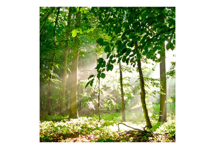 Fototapet Skog - sommar - skogslandskap med träd fulla av gröna löv i solsken 60541 additionalImage 1