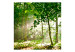 Fototapet Skog - sommar - skogslandskap med träd fulla av gröna löv i solsken 60541 additionalThumb 1