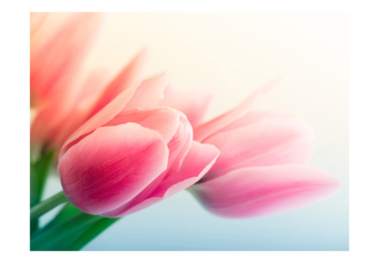 Fototapet Vår och tulpaner - närbild på blommor mot en ljus bakgrund 60641 additionalImage 1