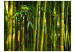 Fototapet Asiatisk bambuskog 61451 additionalThumb 1