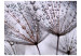 Fototapet Maskros och morgondagg - närbild på blommor med vattendroppar 60371 additionalThumb 1