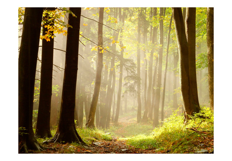 Fototapet Mysterious forest path 60571 additionalImage 1
