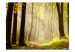 Fototapet Mysterious forest path 60571 additionalThumb 1